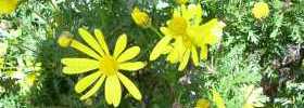 fleurs.jpg